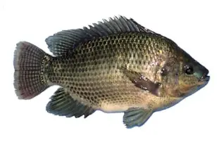TILAPIA ULTIMATE NOIR 600/800 (Prix/Kg) 